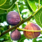 Figovník jedlý (Ficus carica) ‘OSBORN PROLIFIC’ - výška 40-60 cm, kont. C2L (-15°C) 